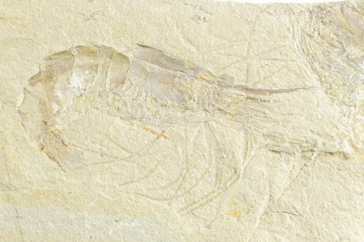 Cretaceous Fossil Shrimp - Lebanon #249844